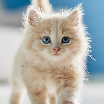 Profile photo of Hanifah